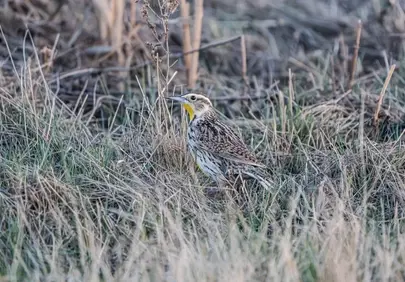 Vibrant Meadowlark Perched in Spring Grassland
