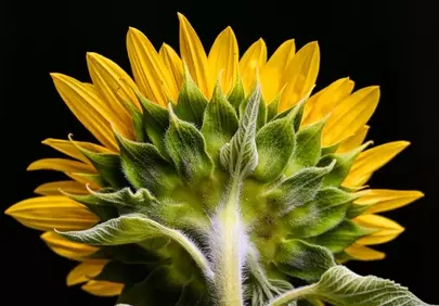 Stunning Backlit Sunflower: Nature's Golden Embrace