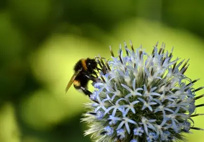 Vibrant Bumblebee on Thistle: Nature's Intricate Dance