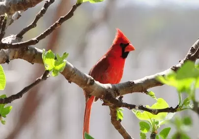 Vibrant Red Cardinal Perched in Spring Foliage