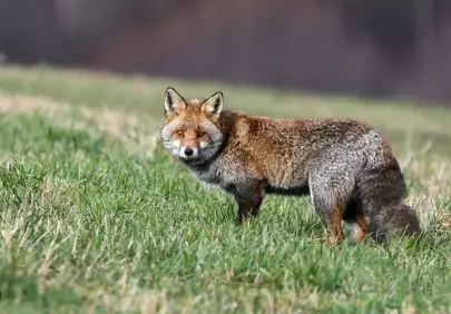 Captivating Gaze: Wild Fox in Verdant Grassland