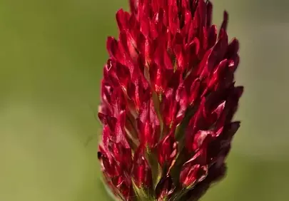 Vibrant Crimson Clover Blossom: Macro Nature's Detail