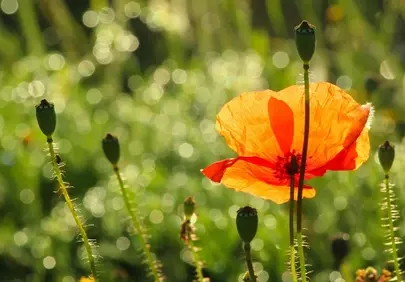 Vibrant Red Poppy: Nature's Delicate Masterpiece
