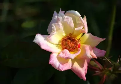 Vibrant Spring Rose: A Macro Portrait of Nature's Beauty
