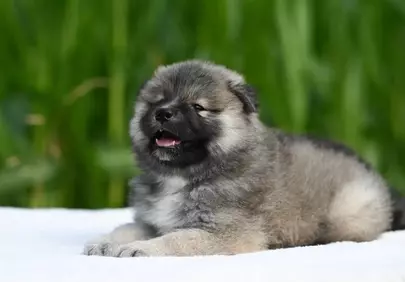Adorable Fluffy Eurasier Puppy Lying Outdoors