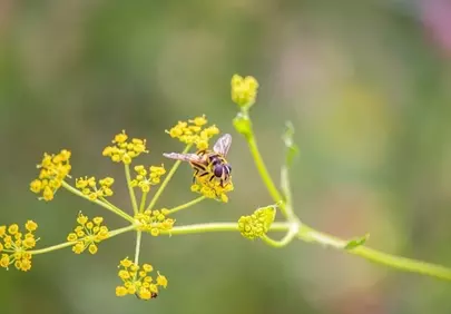 Vibrant Hoverfly on Parsnip Flowers: Nature's Intricate Pollination