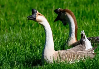 Serene Geese Pair: A Lush Green Nature Escape