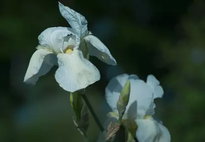 Stunning White Iris Bloom: A Close-Up of Nature's Elegance