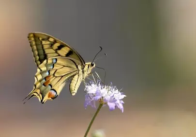 Vibrant Butterfly Savoring Nectar on a Wildflower