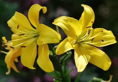 Vibrant Yellow Lilies: Summer's Golden Embrace