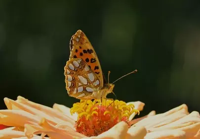 Vibrant Zinnia: Butterfly's Graceful Dance on Summer Blooms