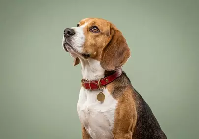 Charming Beagle Portrait: Expressive Eyes on a Soft Background