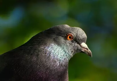 Stunning Urban Pigeon Portrait: Nature's Gaze in Detail