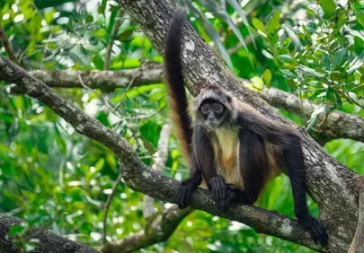 Graceful Spider Monkey: Jungle Canopy Life Unveiled