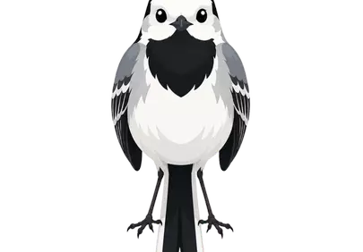 Charming Cartoon White Wagtail: A Delightful Bird Illustration