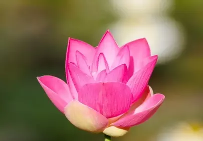 Vibrant Pink Lotus Bloom: Serenity in Nature's Embrace