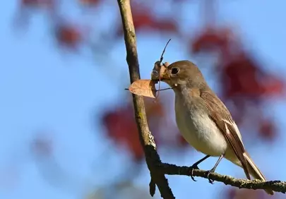 Charming Spotted Flycatcher Perched with Found Treasure