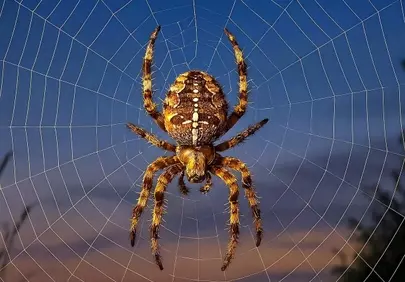 Enchanting Orb Weaver: Sunset Silhouette on Intricate Web