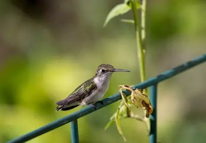 Vibrant Hummingbird Perched on Metal Fence