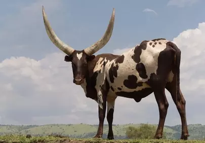Majestic Ankole-Watusi: Horned Beauty in Ugandan Pasture