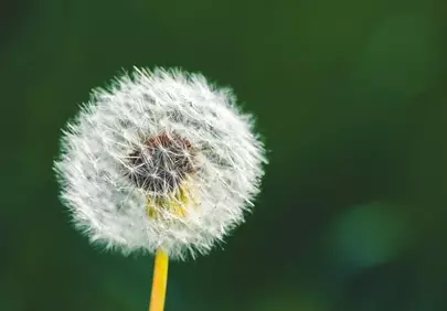 Stunning Dandelion in Bloom: Nature's Delicate Beauty