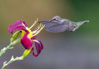 Vibrant Hummingbird Sips Nectar from a Brilliant Bloom