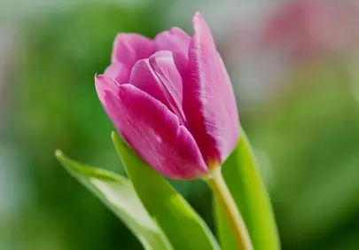 Vibrant Pink Tulip Bloom in a Serene Spring Garden