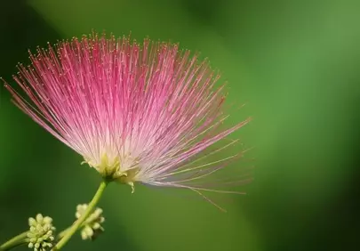 Exotic Pink Bloom: Stunning Silk Tree Flower Close-up