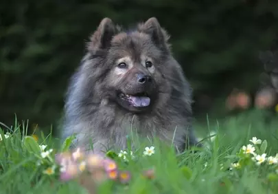 Majestic Eurasier: A Fluffy Friend in Nature's Embrace