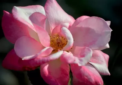 Stunning Pink Rose Bloom: Delicate Beauty in Close-Up