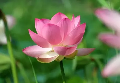 Vibrant Pink Lotus Bloom in Serene Nature