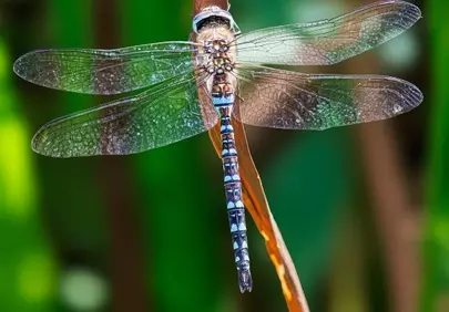 Vibrant Dragonfly Perched: Nature's Delicate Beauty Up Close
