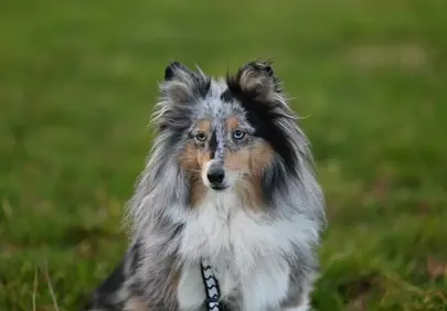 Stunning Blue Merle Shetland Sheepdog with Mesmerizing Eyes