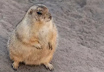Alert Prairie Dog: Adorable Wildlife Standing Guard