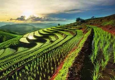 Breathtaking Rice Terraces Bathed in Golden Sunrise
