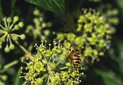 Vibrant Macro: Hoverfly Pollinating Green Ivy Flowers