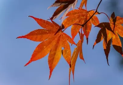 Vibrant Autumn Glory: Fiery Maple Leaves Against a Clear Blue Sky
