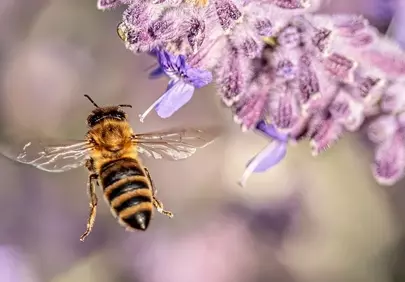 Vibrant Bee Mid-Flight: Lavender Pollination Macro