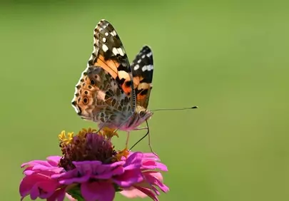 Vibrant Painted Lady Butterfly on Zinnia: Summer's Beauty Captured