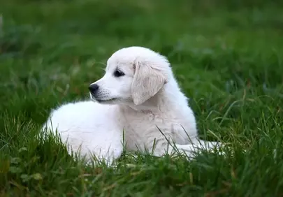 Adorable Golden Retriever Puppy Resting in Lush Green Grass