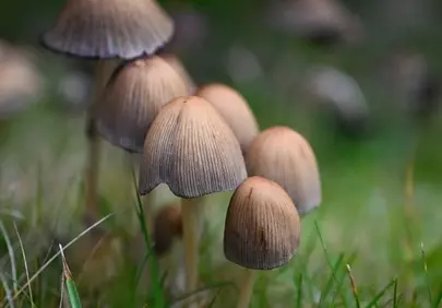 Enchanting Autumn Macro: Delicate Mushrooms in Soft Light
