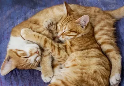 Adorably Cozied: Two Orange Striped Cats Cuddling in Serene Slumber