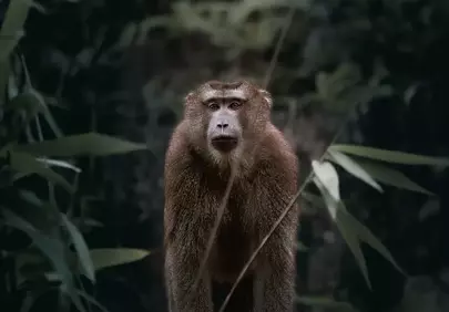 Mysterious Jungle Gaze: Wild Monkey in its Natural Habitat