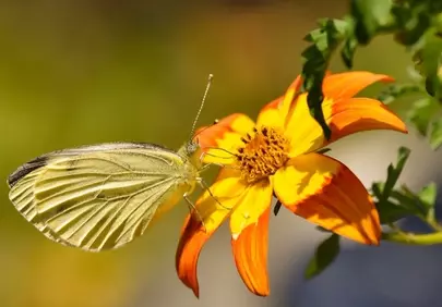 Vibrant Butterfly Nectaring on a Fiery Blossom