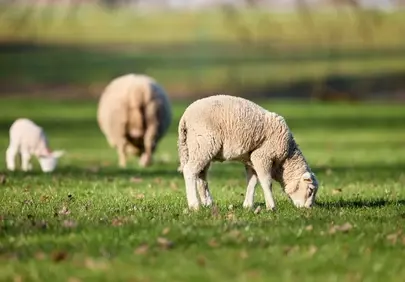 Idyllic Spring Meadow: Sheep Family Grazing Peacefully