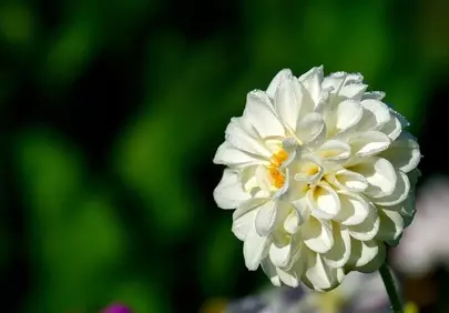 Stunning White Dahlia Bloom Adorned with Morning Dew