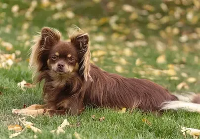 Charming Long-Haired Chihuahua Portrait in Golden Autumn Grass