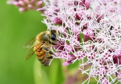 Vibrant Macro: Honey Bee Pollinating Delicate Pink Flowers
