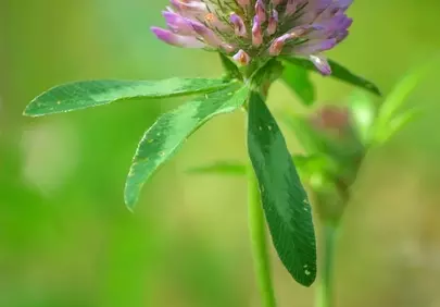 Vibrant Red Clover Blossom: A Macro Summer Delight