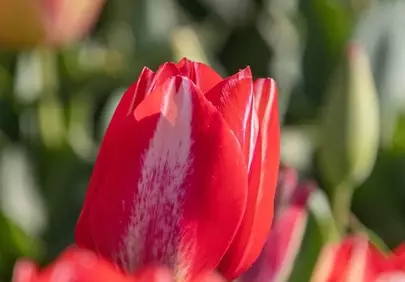 Vibrant Red Tulip: A Springtime Macro Delight